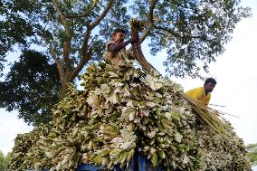 Water Lily Harvest - Bangladesh