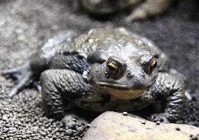 Japanese common toad