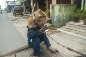 Street Monkey Mask Circus - Indonesia