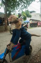 Street Monkey Mask Circus - Indonesia