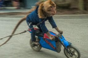 Street Monkey Mask Circus - Indonesia