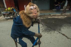 Street Monkey Mask Circus - Indonesia