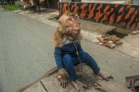 Street Monkey Mask Circus - Indonesia