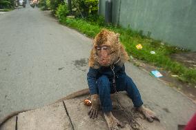 Street Monkey Mask Circus - Indonesia