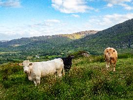 Farming In Ireland.