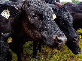 Farming In Ireland.