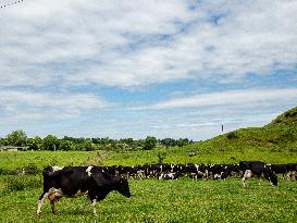 Farming In Ireland.