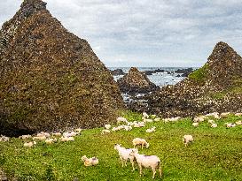 Farming In Ireland.