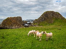 Farming In Ireland.