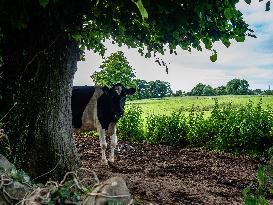 Farming In Ireland.