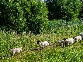 Farming In Ireland.