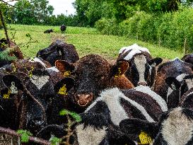 Farming In Ireland.