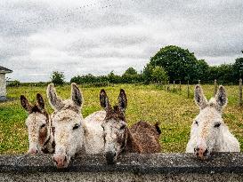 Farming In Ireland.