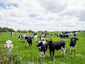 Farming In Ireland.