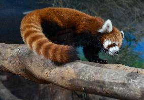 Red Panda Loan From Japan Zoo To Indonesia Zoo