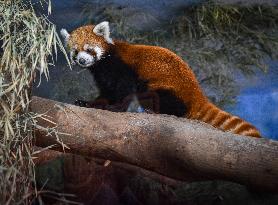 Red Panda Loan From Japan Zoo To Indonesia Zoo