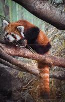 Red Panda Loan From Japan Zoo To Indonesia Zoo