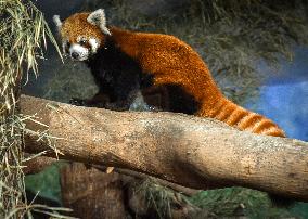 Red Panda Loan From Japan Zoo To Indonesia Zoo