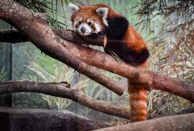 Red Panda Loan From Japan Zoo To Indonesia Zoo