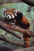 Red Panda Loan From Japan Zoo To Indonesia Zoo