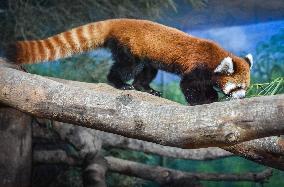 Red Panda Loan From Japan Zoo To Indonesia Zoo