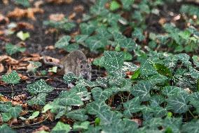 Krakow’s Battle With Urban Rat Infestations