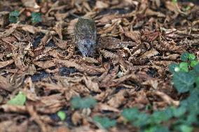 Krakow’s Battle With Urban Rat Infestations