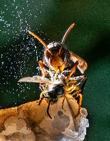 The Rise Of Asian Hornets In Europe Threaten Honey Bees - France