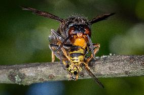 The Rise Of Asian Hornets In Europe Threaten Honey Bees - France