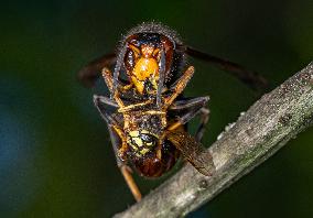 The Rise Of Asian Hornets In Europe Threaten Honey Bees - France