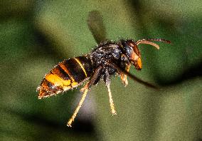 The Rise Of Asian Hornets In Europe Threaten Honey Bees - France