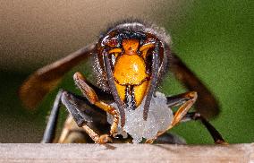 The Rise Of Asian Hornets In Europe Threaten Honey Bees - France