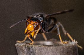 The Rise Of Asian Hornets In Europe Threaten Honey Bees - France