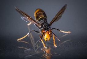 The Rise Of Asian Hornets In Europe Threaten Honey Bees - France