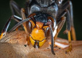 The Rise Of Asian Hornets In Europe Threaten Honey Bees - France