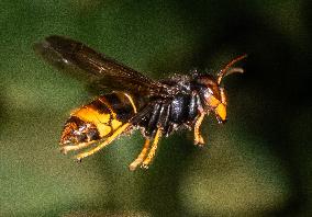 The Rise Of Asian Hornets In Europe Threaten Honey Bees - France