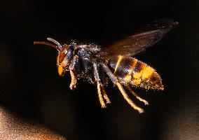 The Rise Of Asian Hornets In Europe Threaten Honey Bees - France