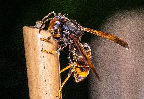 The Rise Of Asian Hornets In Europe Threaten Honey Bees - France