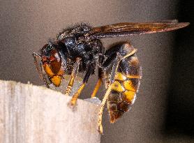 The Rise Of Asian Hornets In Europe Threaten Honey Bees - France