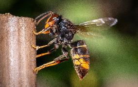 The Rise Of Asian Hornets In Europe Threaten Honey Bees - France