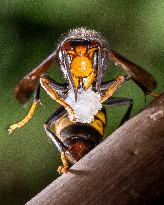 The Rise Of Asian Hornets In Europe Threaten Honey Bees - France