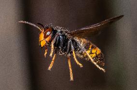 The Rise Of Asian Hornets In Europe Threaten Honey Bees - France