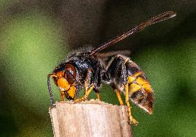 The Rise Of Asian Hornets In Europe Threaten Honey Bees - France