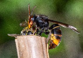 The Rise Of Asian Hornets In Europe Threaten Honey Bees - France