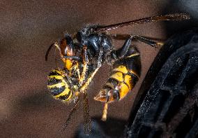 The Rise Of Asian Hornets In Europe Threaten Honey Bees - France