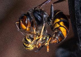 The Rise Of Asian Hornets In Europe Threaten Honey Bees - France