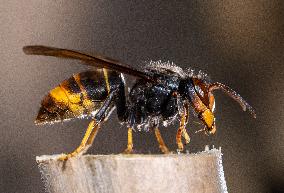 The Rise Of Asian Hornets In Europe Threaten Honey Bees - France