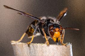 The Rise Of Asian Hornets In Europe Threaten Honey Bees - France