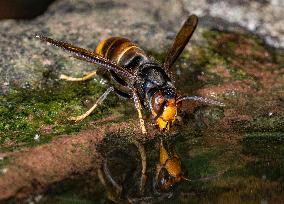 The Rise Of Asian Hornets In Europe Threaten Honey Bees - France