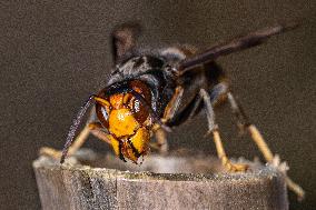 The Rise Of Asian Hornets In Europe Threaten Honey Bees - France